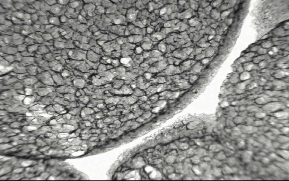 EPS Cell Structure